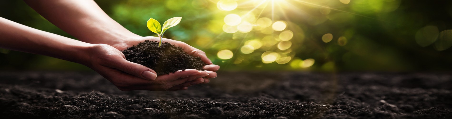 banner-plant-trees