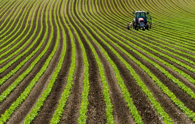 red-tractor-soy-beans-row-260nw-780395524